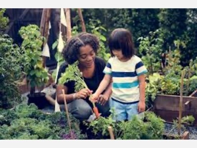 Seed, Soil, and Sun: Discovering the Many Healthful Benefits of Gardening