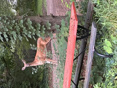 Deer Sightings Bring Neighborhood Closer to Nature
