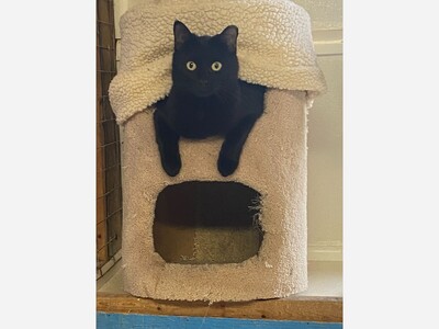 Calling All Cat Loving Volunteers!