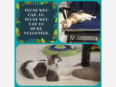 Wonderful cat lovers needed to help at sanctuary!
